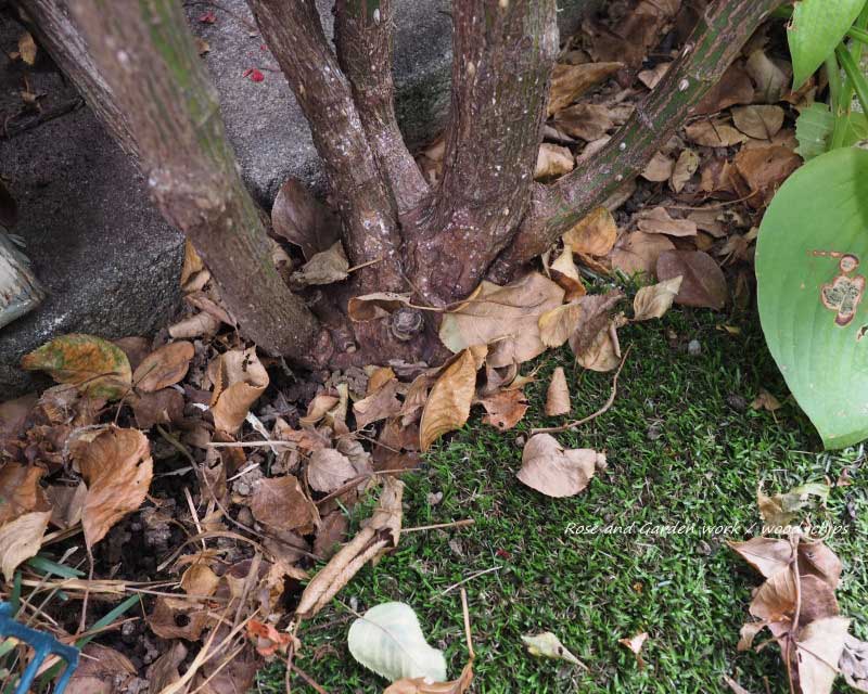 落ち葉が積もっているバラの株