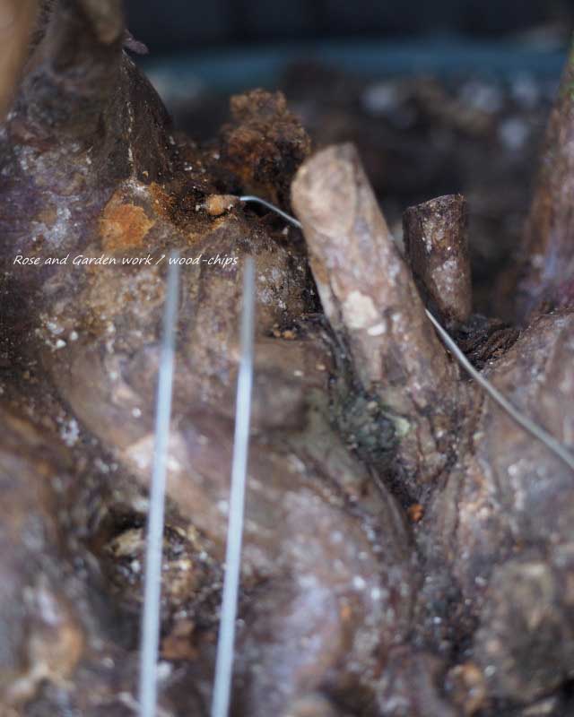 薔薇に食害を加えている幼虫