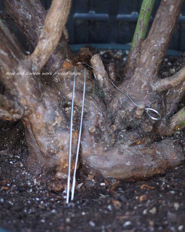 薔薇から駆除された幼虫