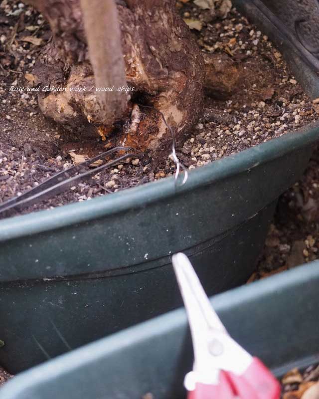 バラの株から排除されるテッポウムシ