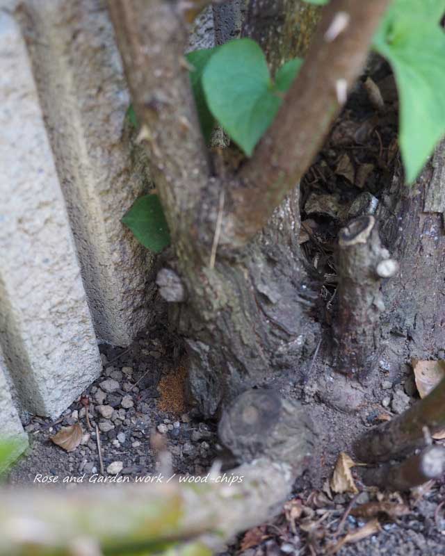 テッポウムシによる木屑