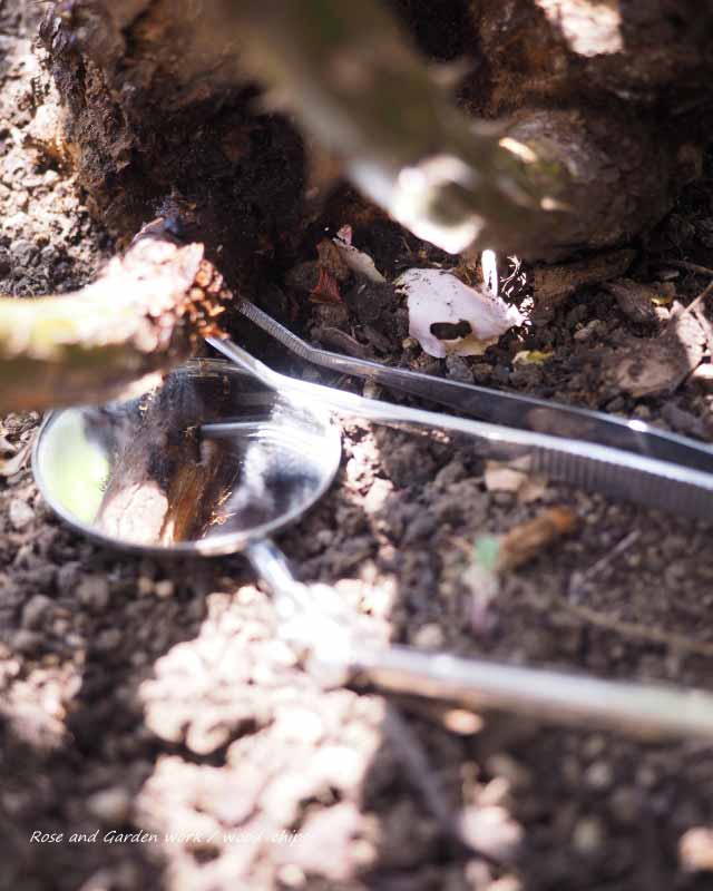 バラの中にいたカミキリムシ幼虫