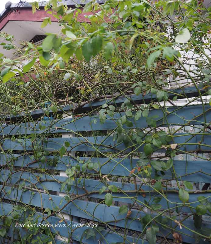 フェンスの上で伸びているバラ