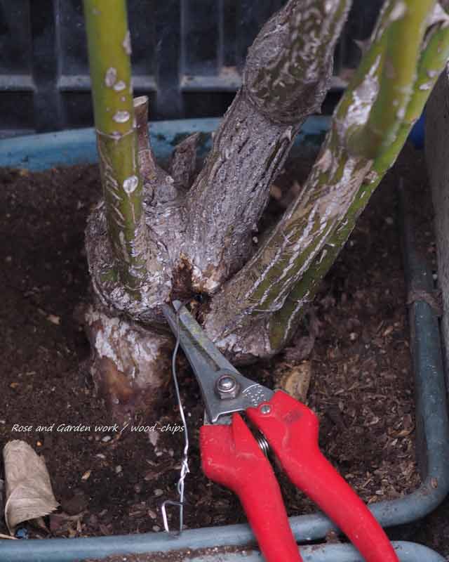 バラの根元にいるテッポウムシ