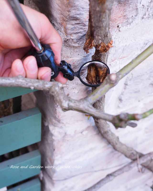 つるバラの枝に潜むカミキリムシ幼虫
