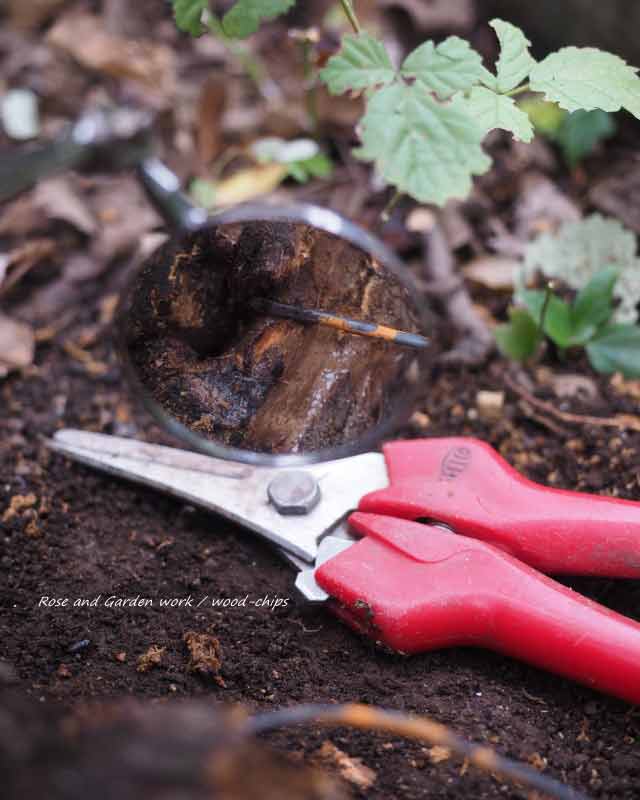 ボビージェームスの株