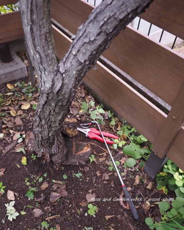 カミキリムシの被害を受けているバラの株