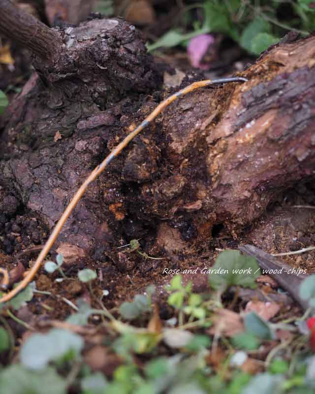 フランソワジュランビルの株元