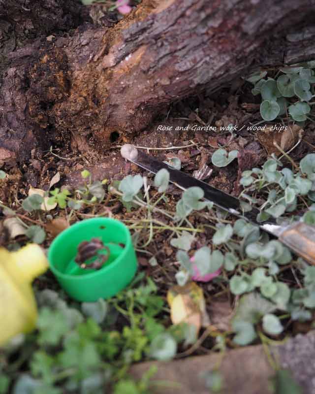 カミキリムシに開けられた株の穴
