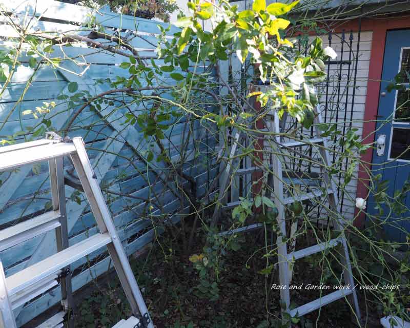 つるバラの誘引作業