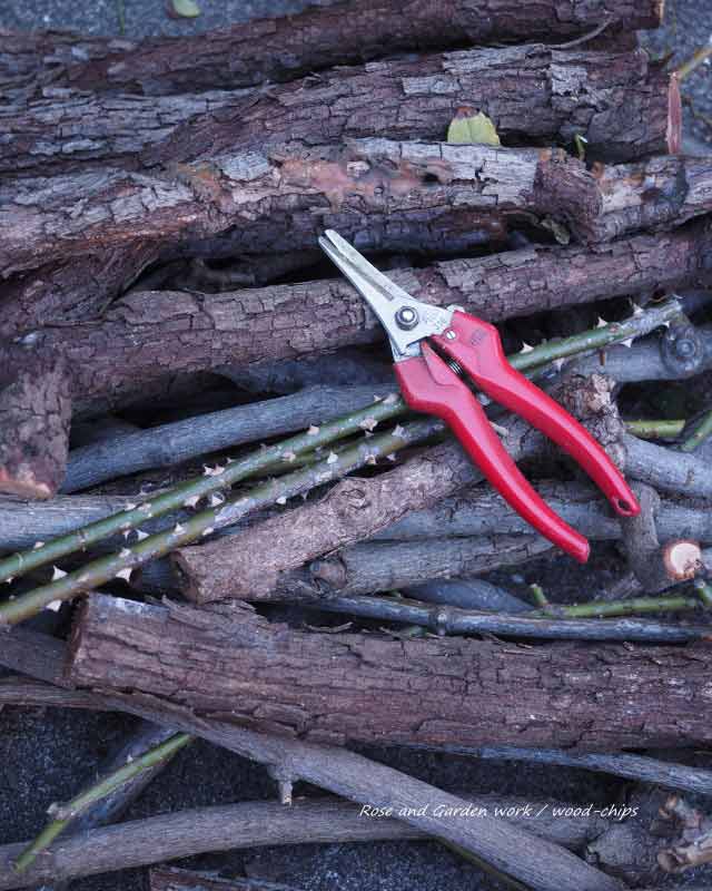 更新されたつるバラの古枝