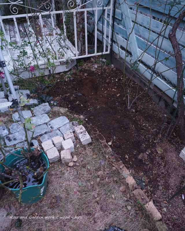 花壇に植わるバーガンディーアイスバーグ