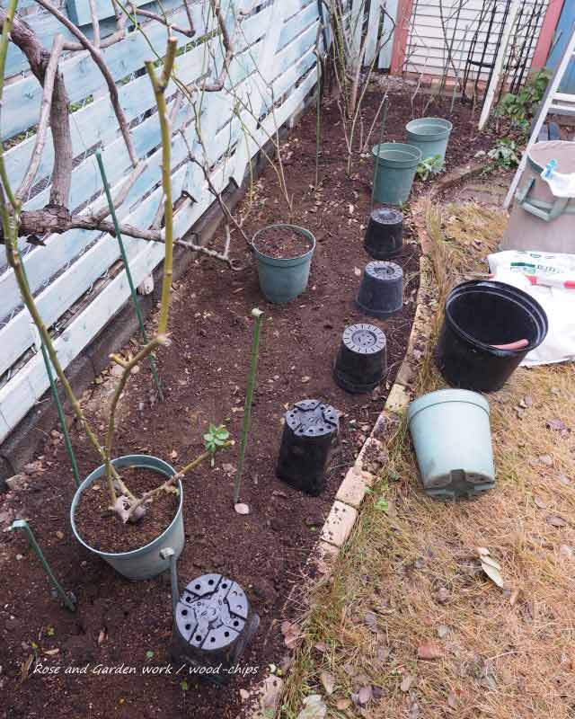 木立性バラの植え替え予定の花壇