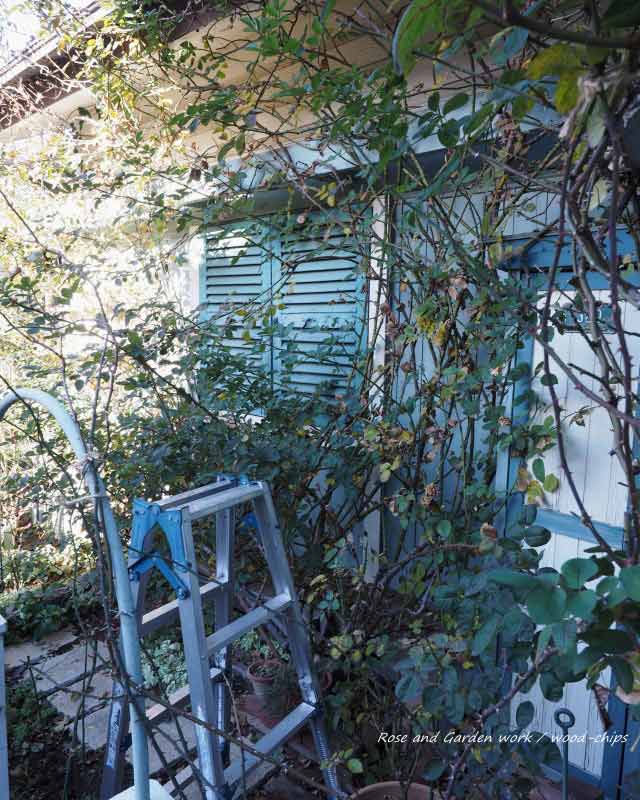 枝を広げるジプシーボーイ