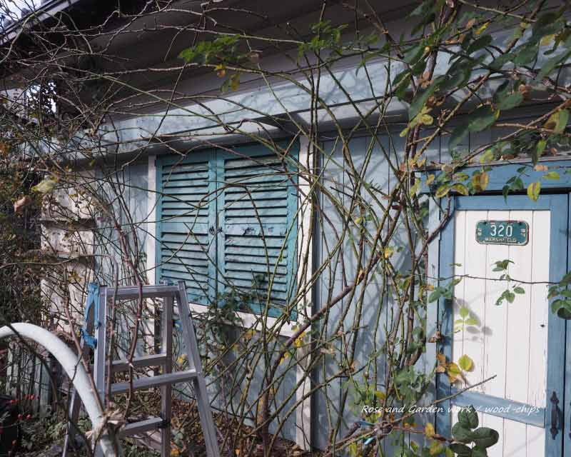 壁面に誘引されるジプシーボーイ