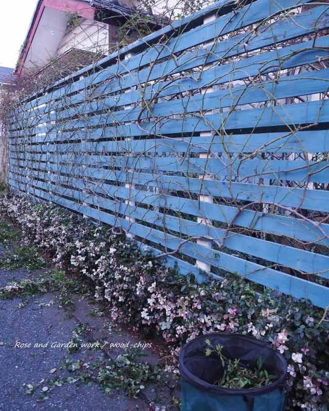 フェンスのハツユキカズラ