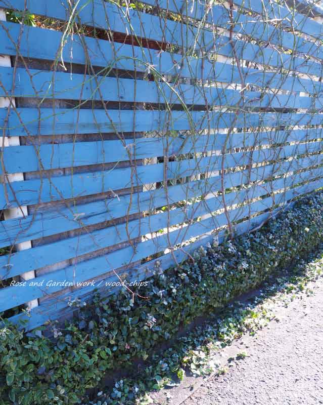 刈り込まれたハツユキカズラ